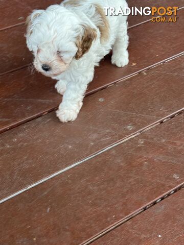 1st Generation Cavoodle puppies. 2 Females and 1 male