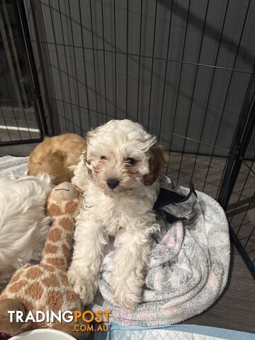 1st Generation Cavoodle puppies. 2 Females and 1 male