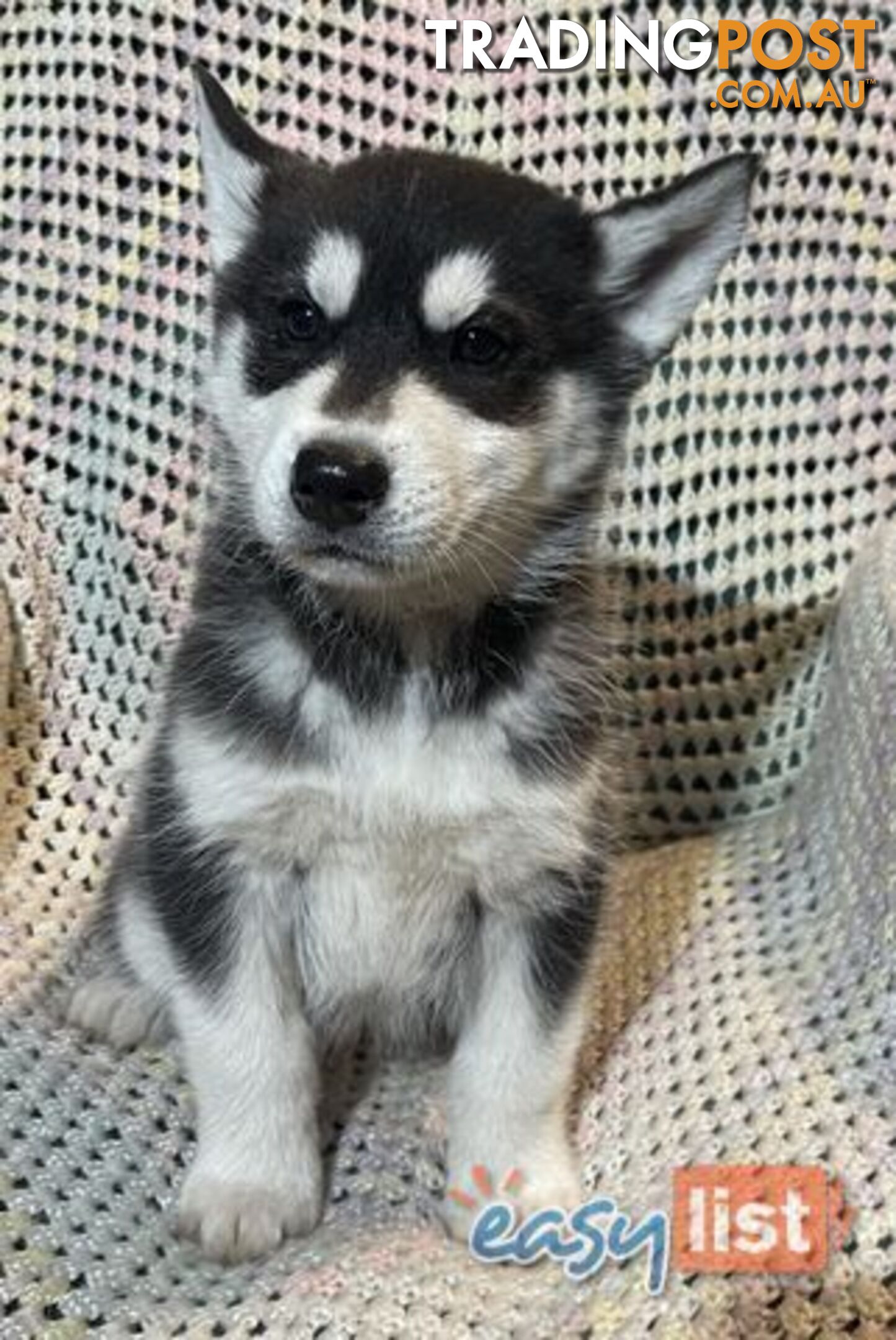 3x (1 Remaining) Male Siberian Husky Pups looking for their Furever Family