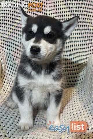 3x (1 Remaining) Male Siberian Husky Pups looking for their Furever Family