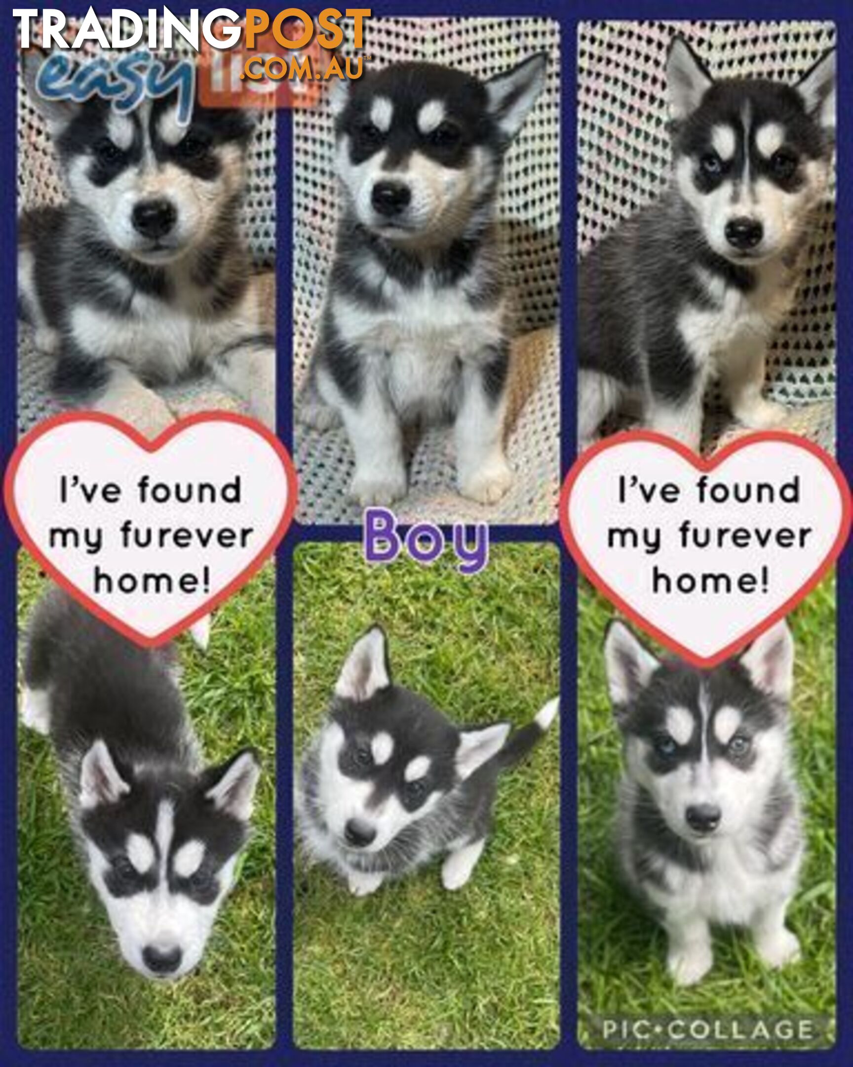 3x (1 Remaining) Male Siberian Husky Pups looking for their Furever Family