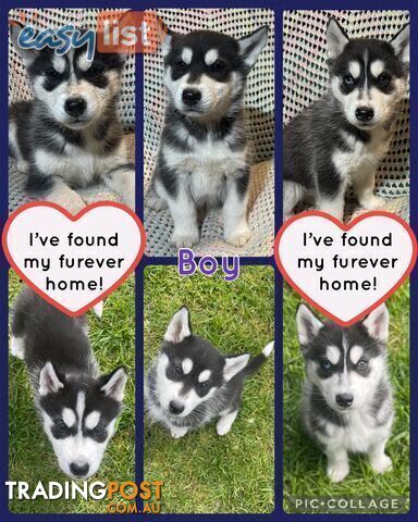 3x (1 Remaining) Male Siberian Husky Pups looking for their Furever Family