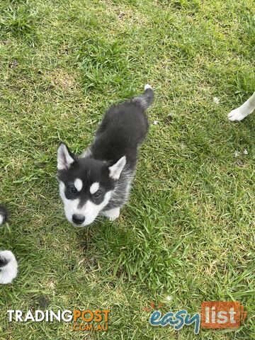 3x (1 Remaining) Male Siberian Husky Pups looking for their Furever Family