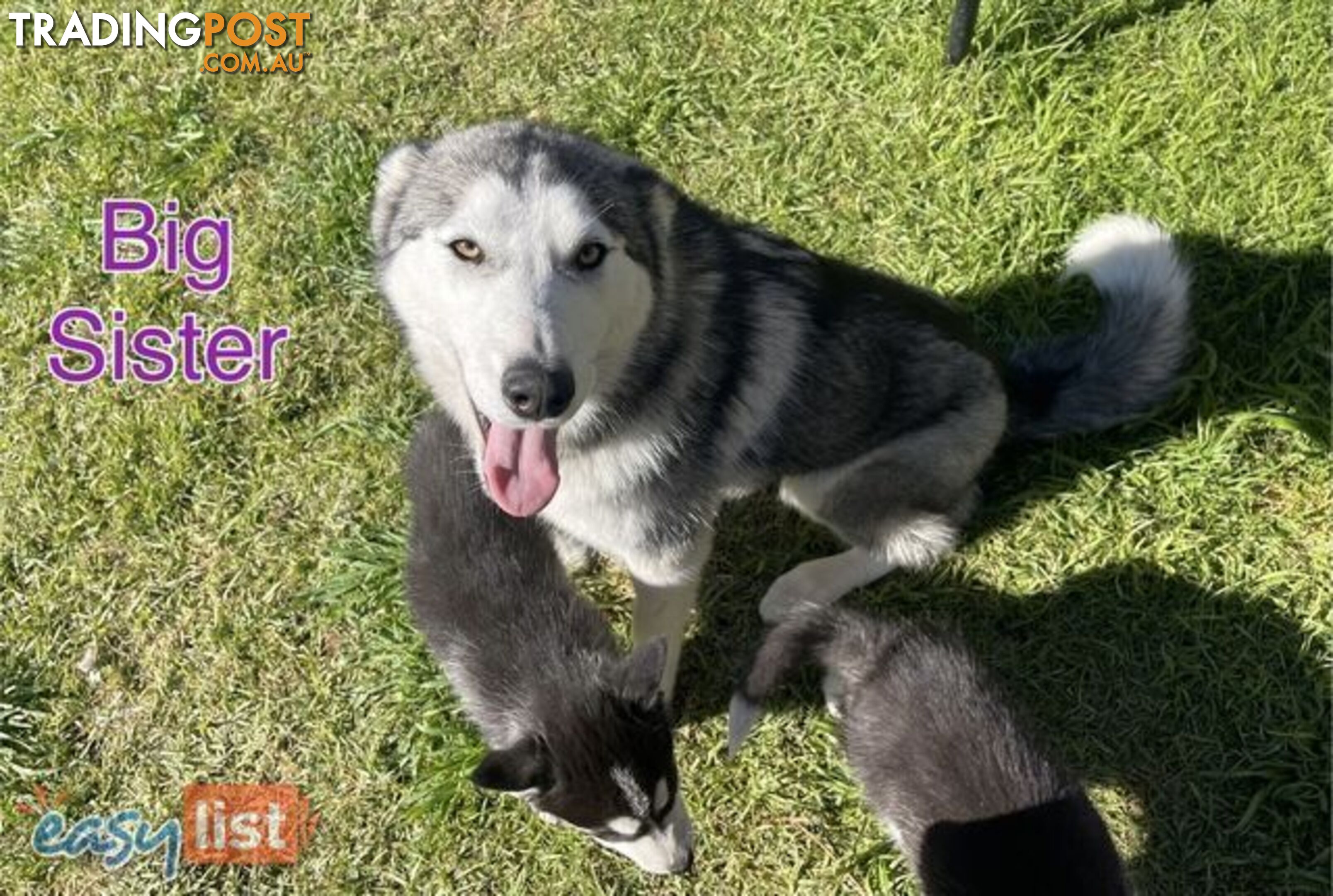 3x (1 Remaining) Male Siberian Husky Pups looking for their Furever Family