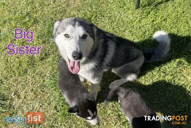 3x (1 Remaining) Male Siberian Husky Pups looking for their Furever Family