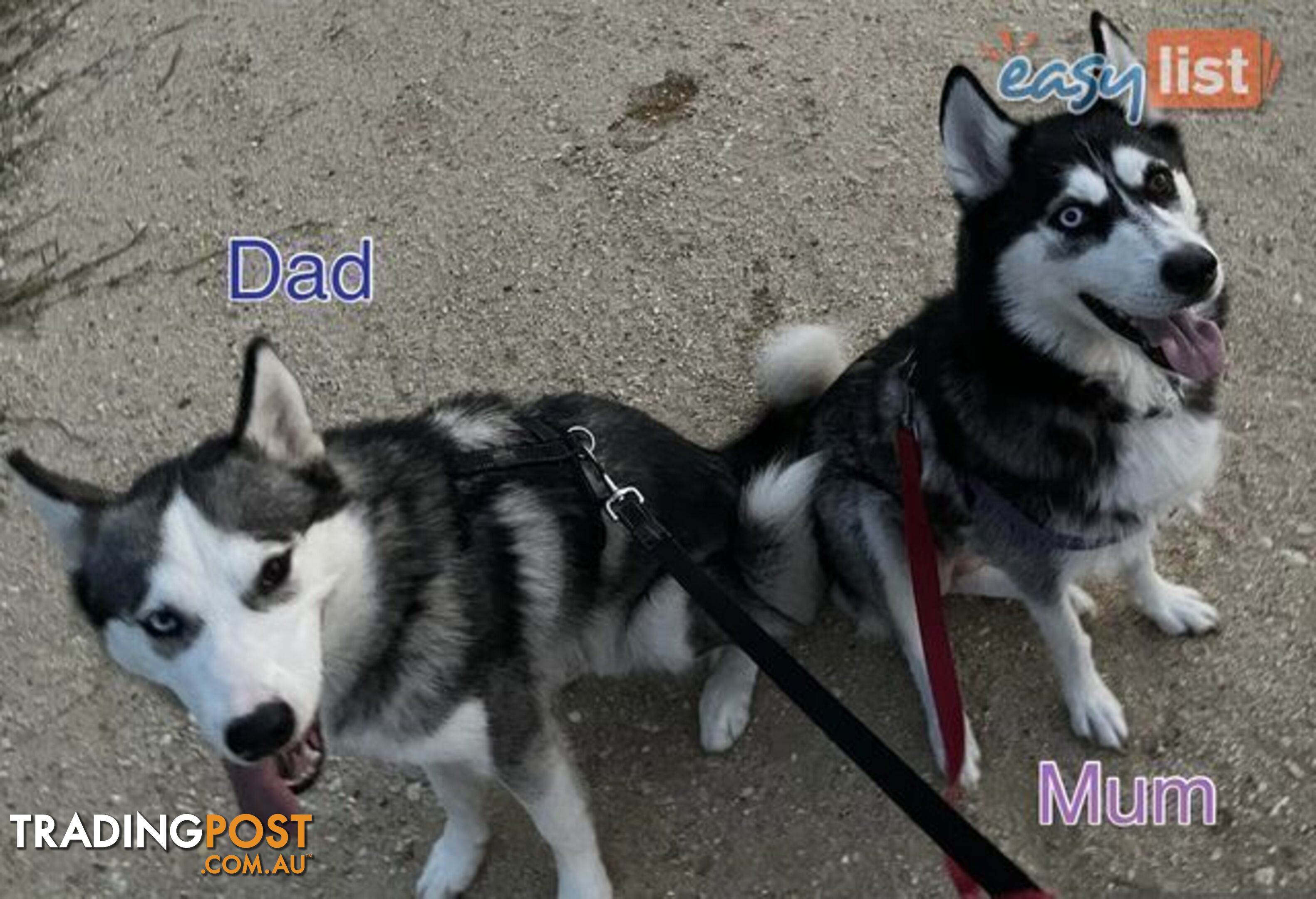 3x (1 Remaining) Male Siberian Husky Pups looking for their Furever Family