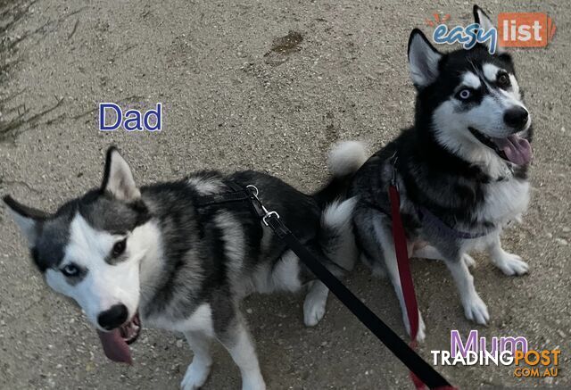 3x (1 Remaining) Male Siberian Husky Pups looking for their Furever Family