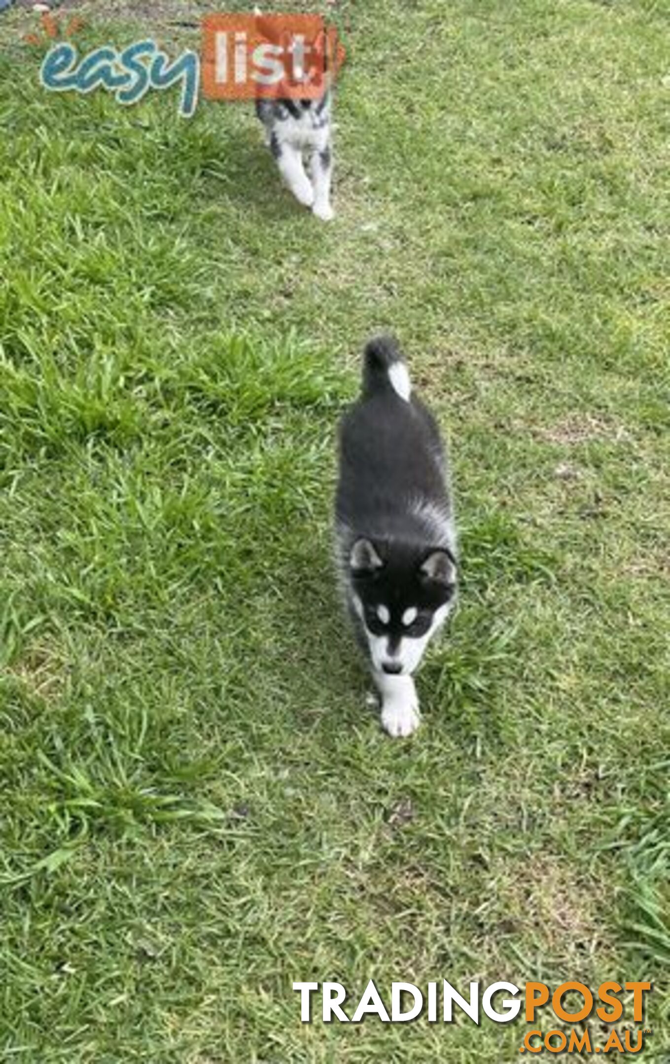 3x (1 Remaining) Male Siberian Husky Pups looking for their Furever Family