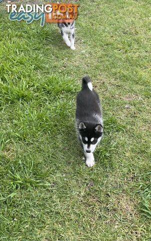 3x (1 Remaining) Male Siberian Husky Pups looking for their Furever Family