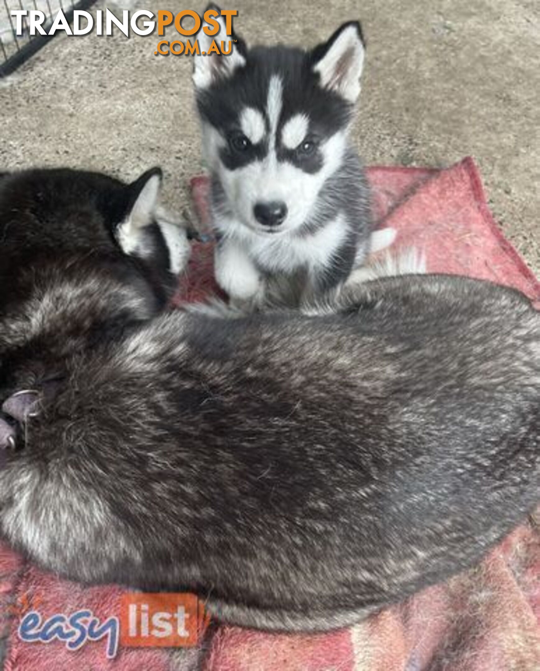 3x (1 Remaining) Male Siberian Husky Pups looking for their Furever Family