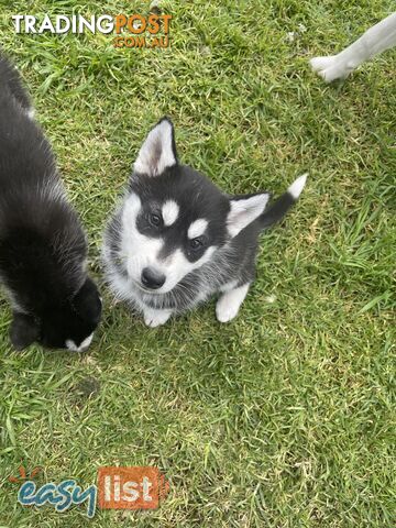 3x (1 Remaining) Male Siberian Husky Pups looking for their Furever Family