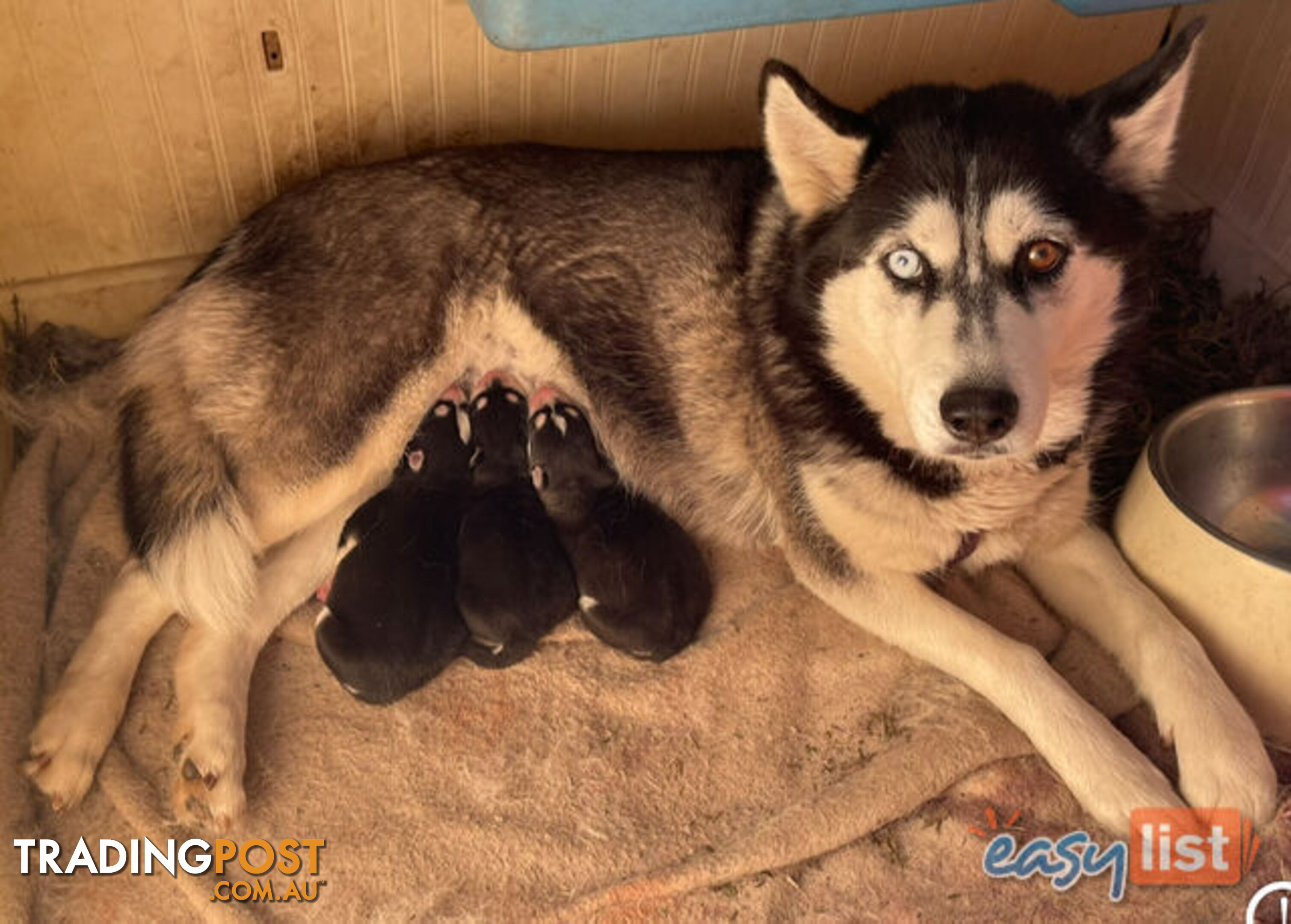 3x (1 Remaining) Male Siberian Husky Pups looking for their Furever Family