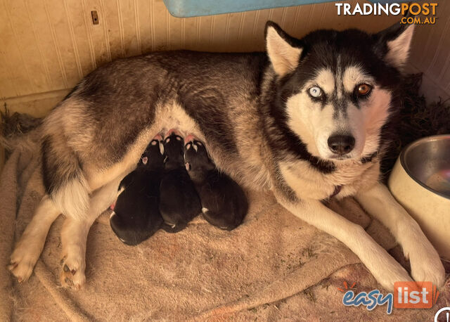 3x (1 Remaining) Male Siberian Husky Pups looking for their Furever Family