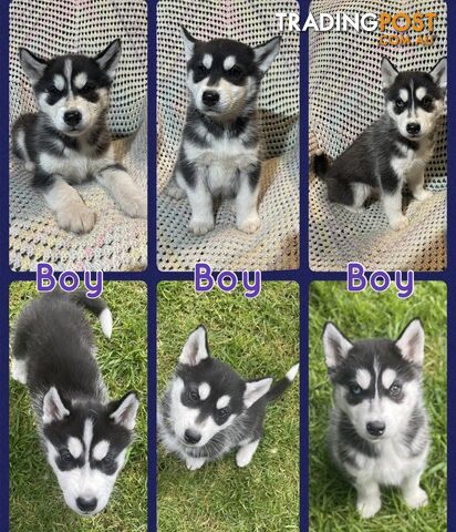 3x Male Siberian Husky Pups looking for their Furever Family