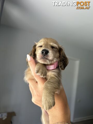 Miniature dachshund long hair shaded cream