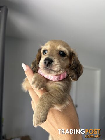 Miniature dachshund long hair shaded cream