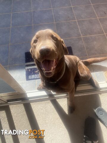 Rehoming our Dog!