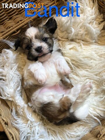 Maltese Shih Tzu Puppies for sale!!