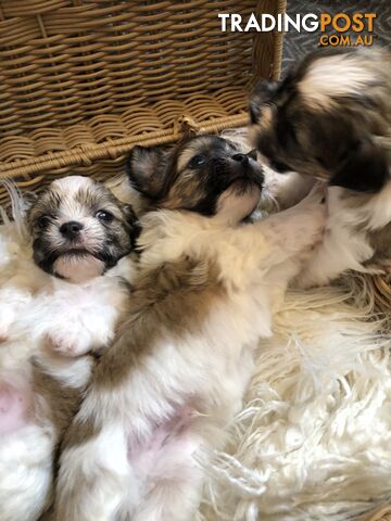 Maltese Shih Tzu Puppies for sale!!