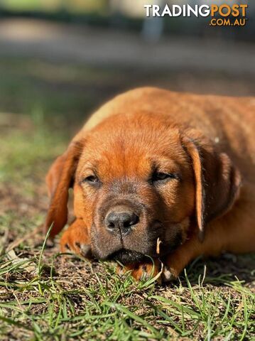 Rottweiler X Dogue De Bordeaux Puppies available 7th October