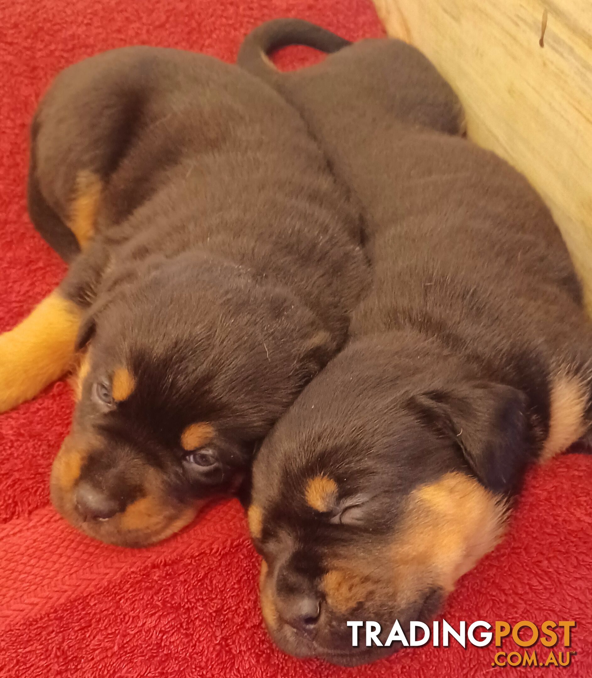 Rotti Bordeaux Puppies for sale