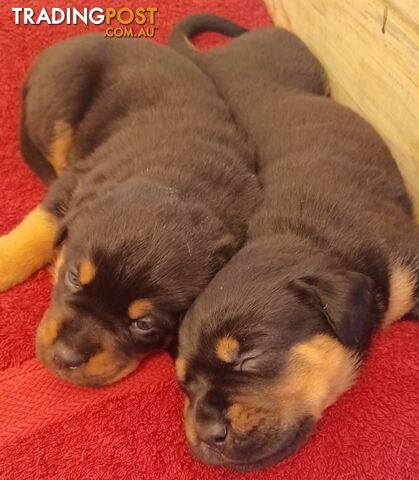 Rotti Bordeaux Puppies for sale