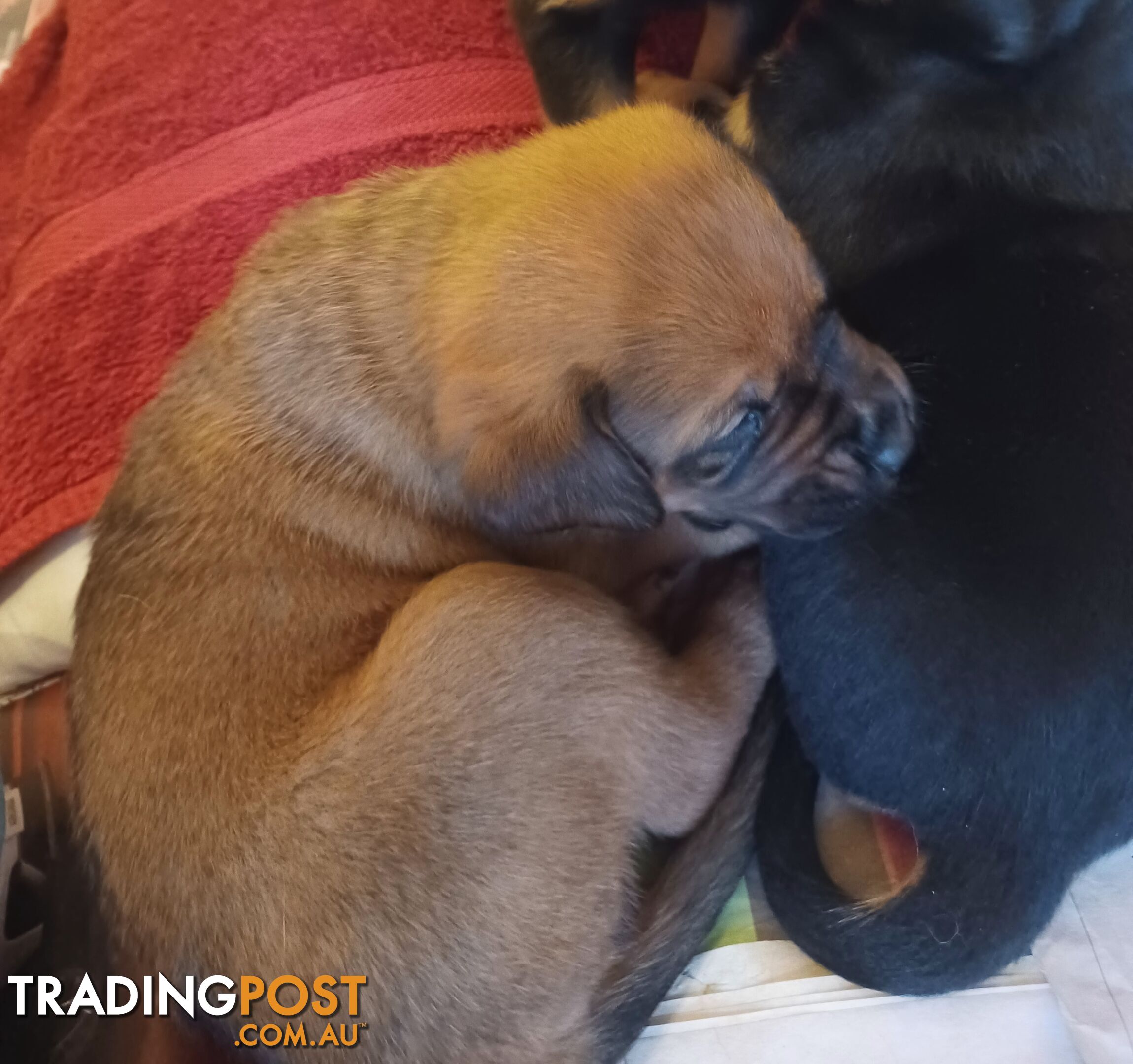 Rotti Bordeaux Puppies for sale