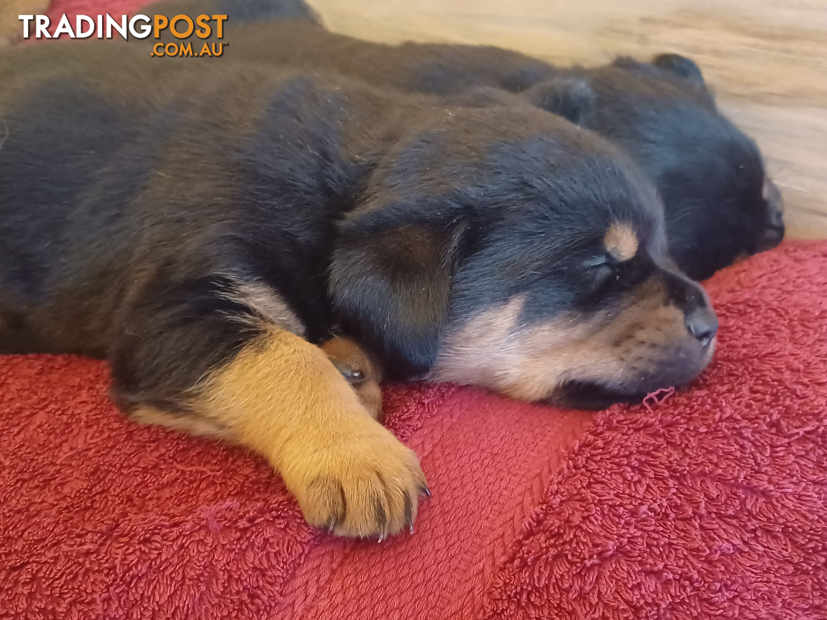 Rotti Bordeaux Puppies for sale