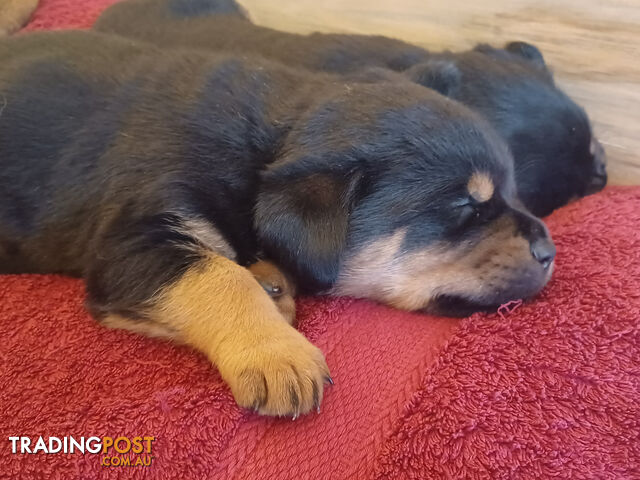 Rotti Bordeaux Puppies for sale