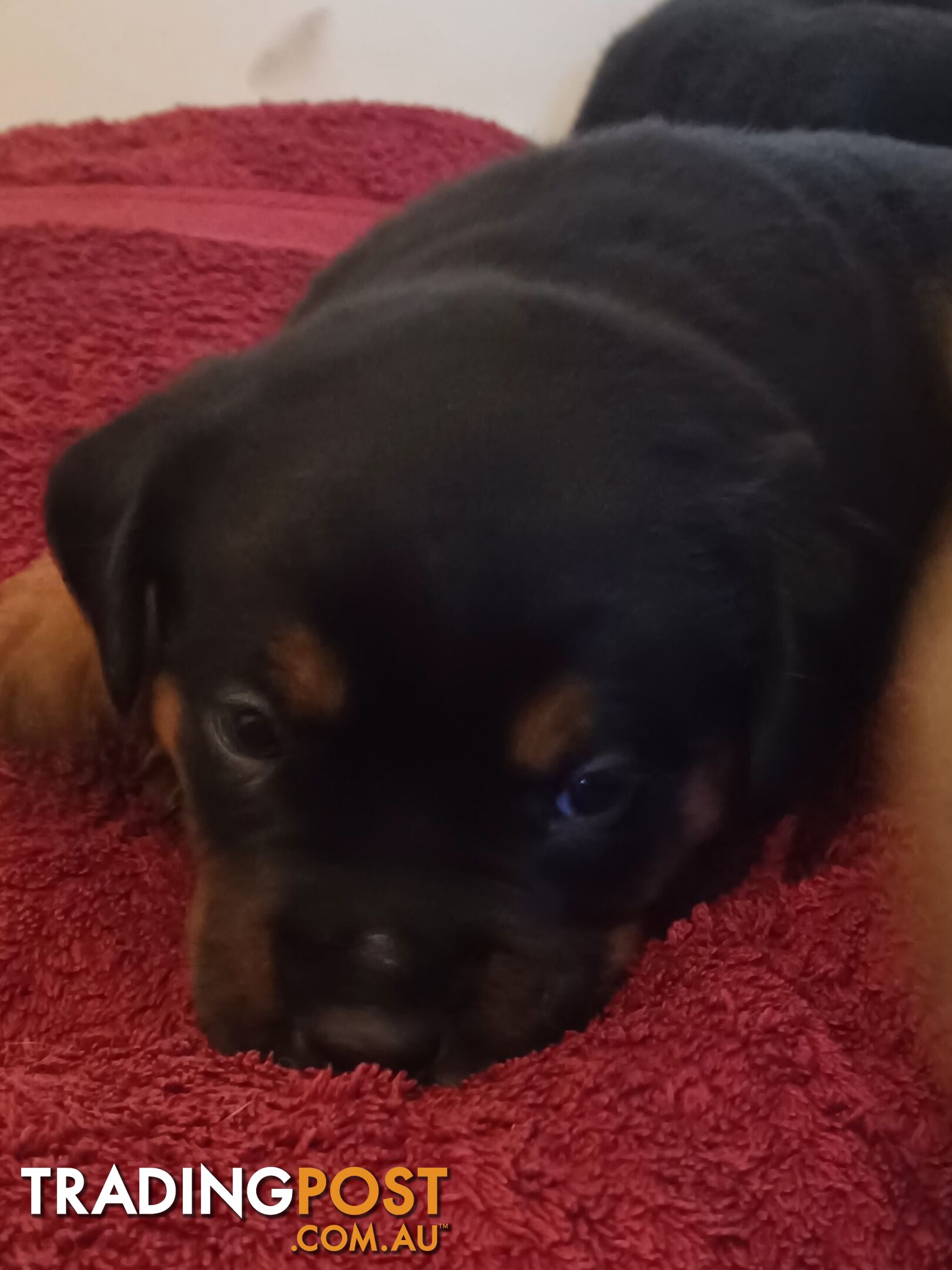 Rotti Bordeaux Puppies for sale