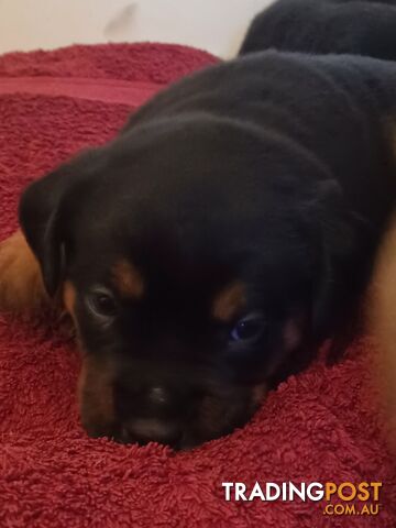 Rotti Bordeaux Puppies for sale