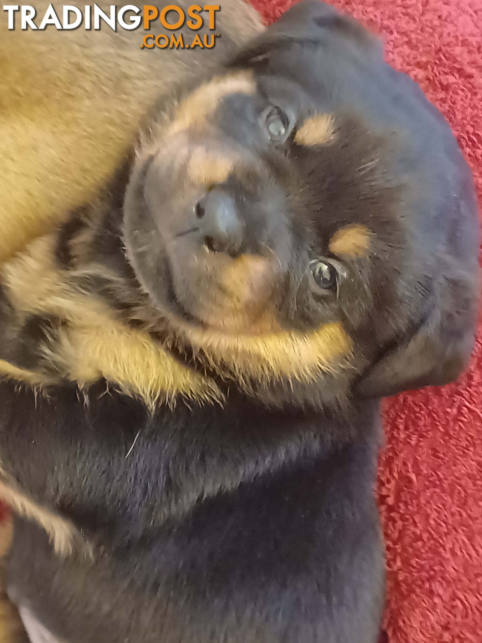 Rotti Bordeaux Puppies for sale