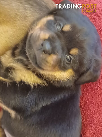 Rotti Bordeaux Puppies for sale