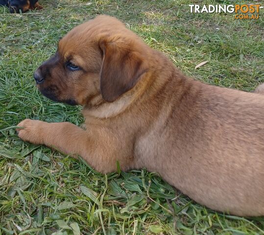 Rottweiler X Dogue De Bordeaux Puppies available 7th October