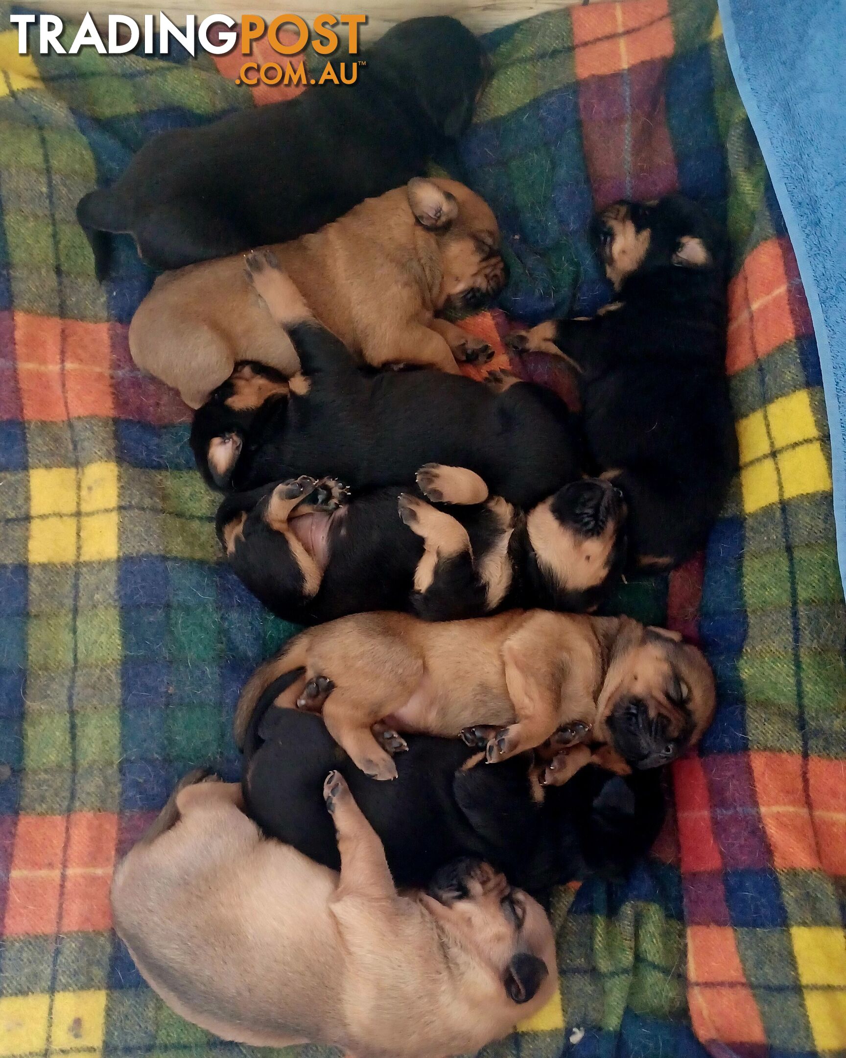 Rotti Bordeaux Puppies for sale