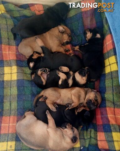 Rotti Bordeaux Puppies for sale