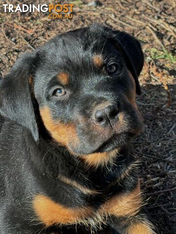 Rottweiler X Dogue De Bordeaux Puppies available 7th October