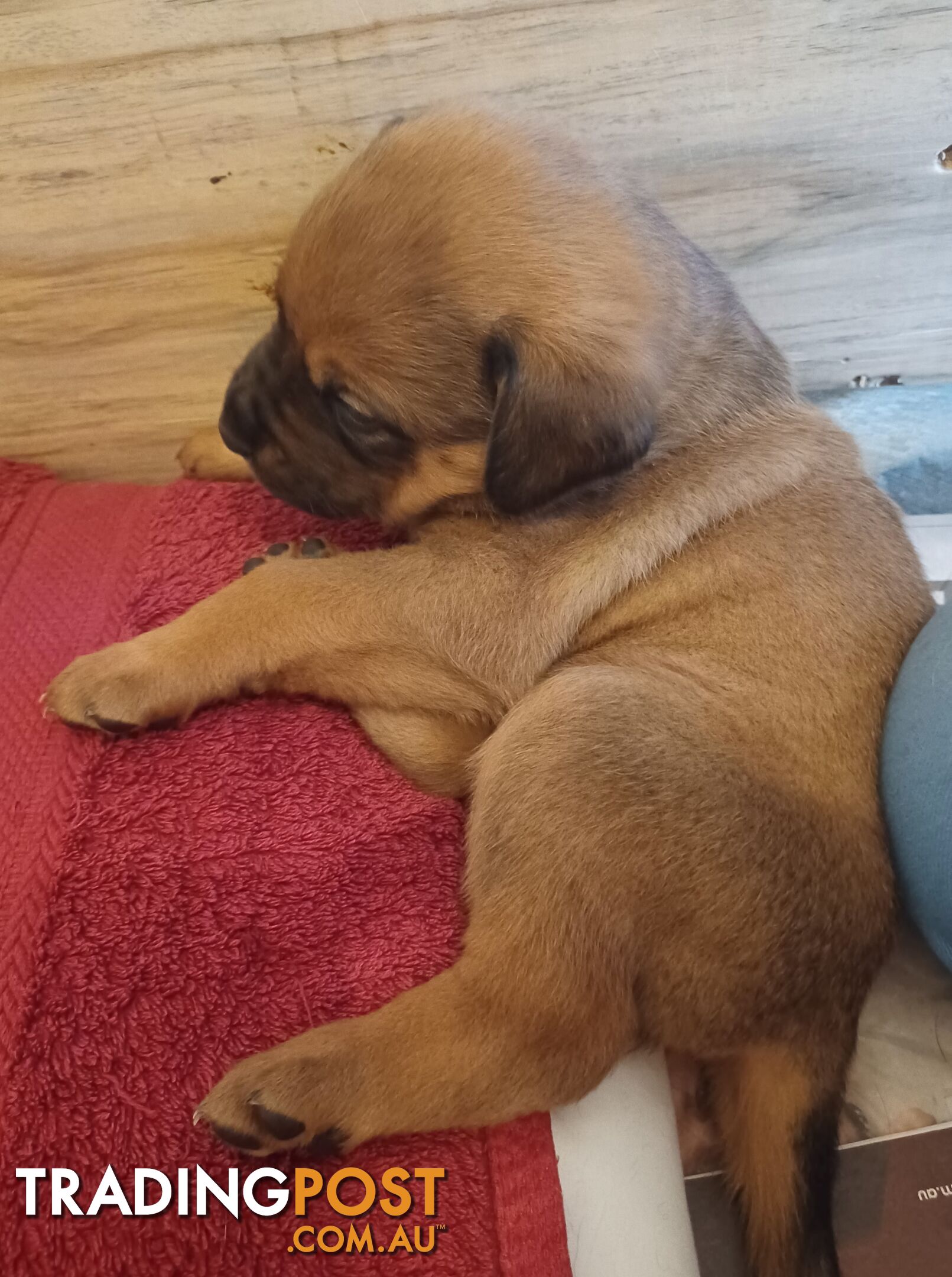 Rotti Bordeaux Puppies for sale