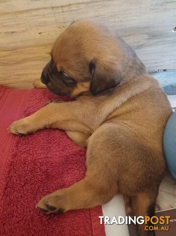 Rotti Bordeaux Puppies for sale