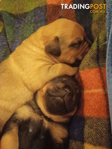 Rotti Bordeaux Puppies for sale