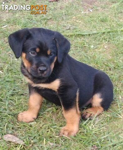 Rottweiler X Dogue De Bordeaux Puppies available 7th October