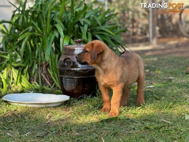 Rottweiler X Dogue De Bordeaux Puppies available 7th October