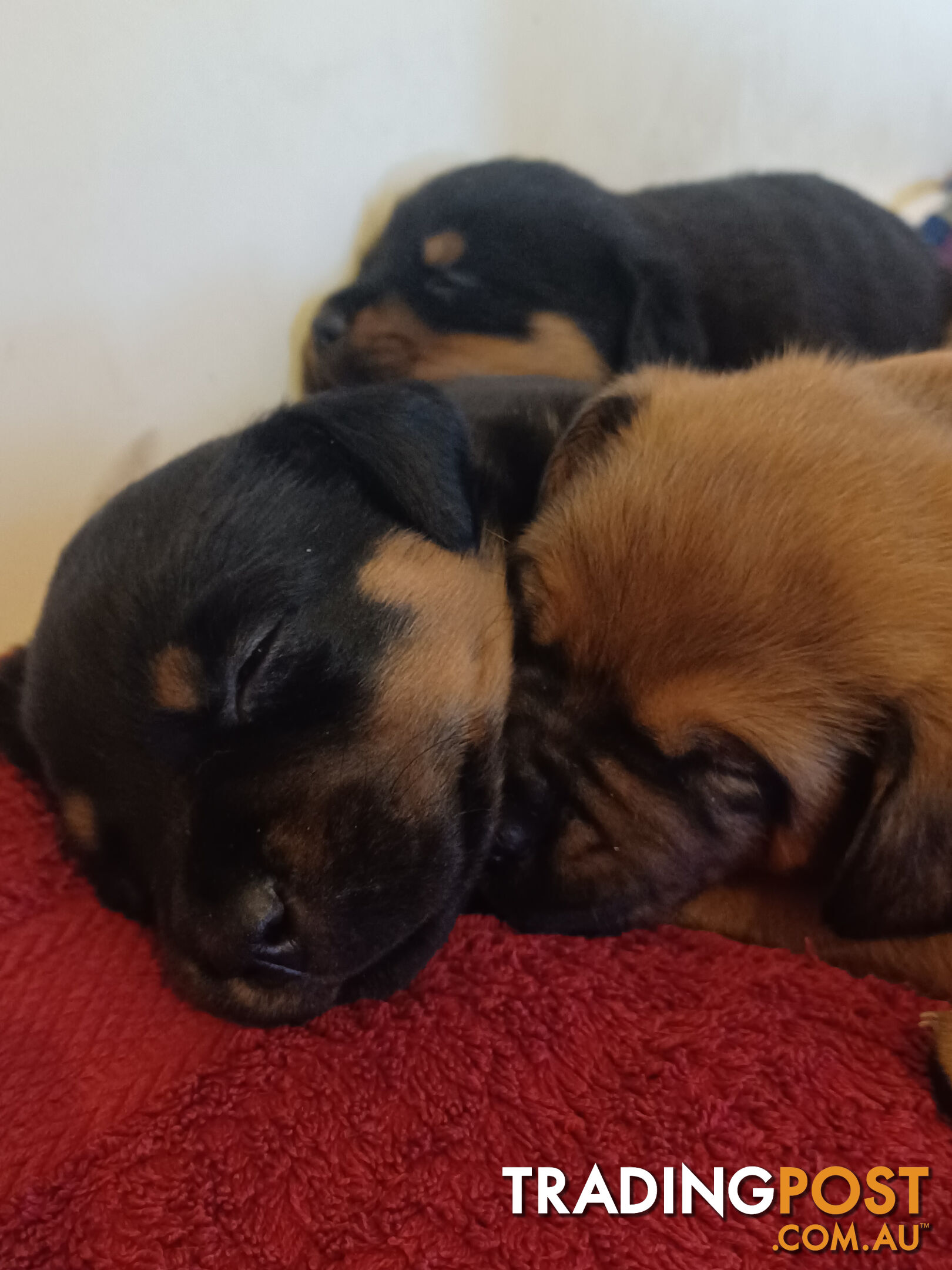 Rotti Bordeaux Puppies for sale