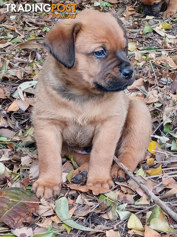 Rotti Bordeaux Puppies for sale