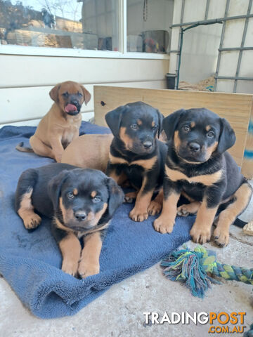 Rottweiler X Dogue De Bordeaux Puppies available 7th October