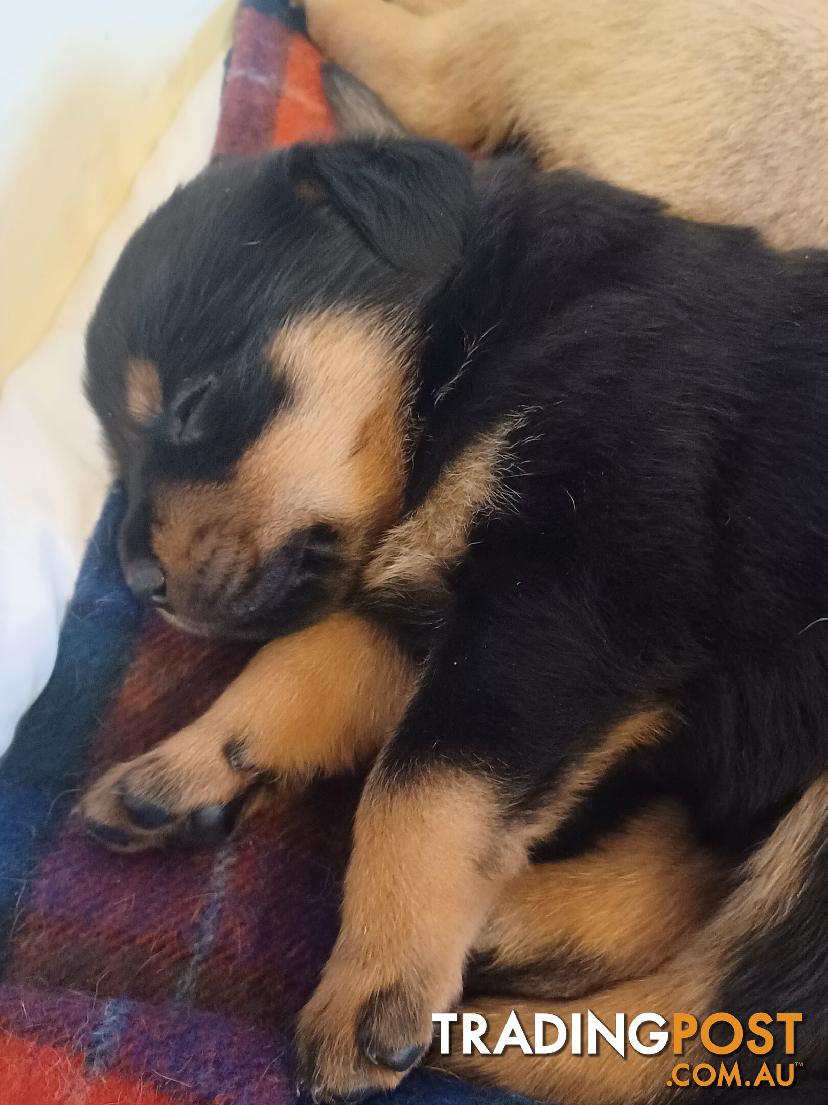 Rotti Bordeaux Puppies for sale