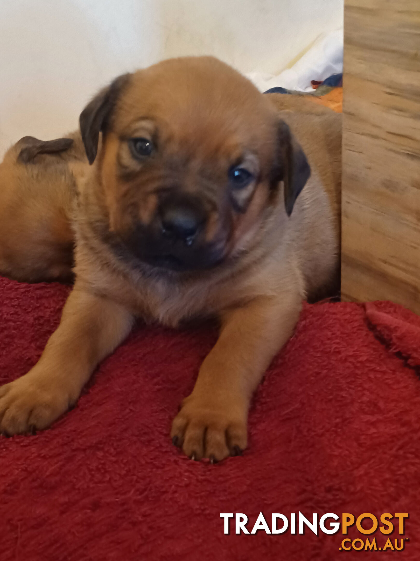 Rotti Bordeaux Puppies for sale