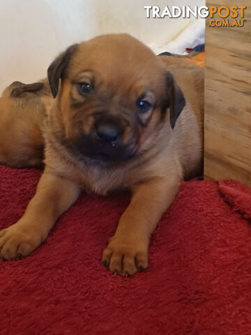 Rotti Bordeaux Puppies for sale