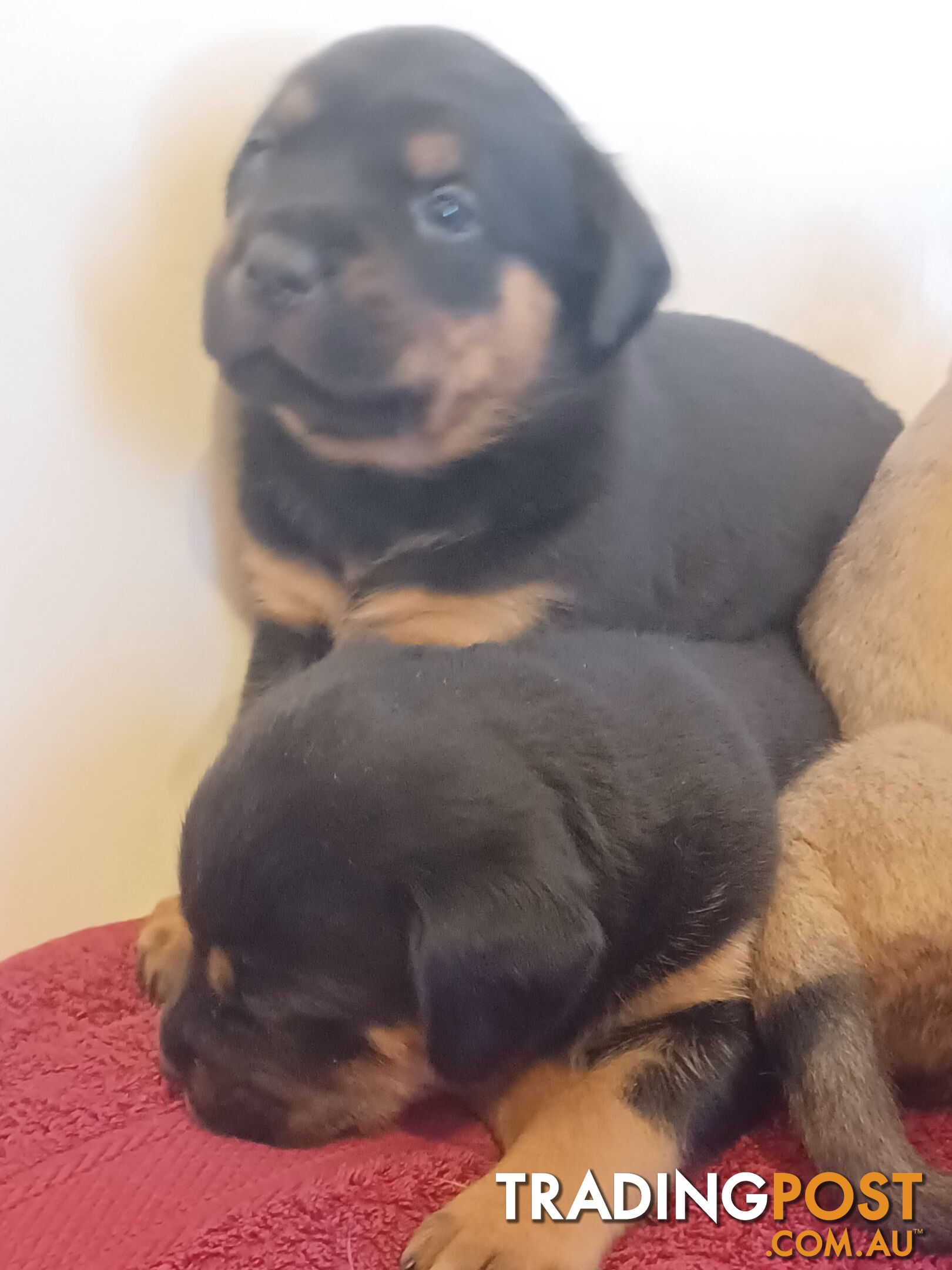 Rotti Bordeaux Puppies for sale