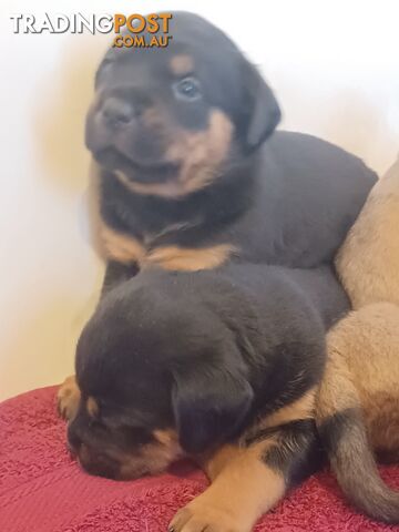 Rotti Bordeaux Puppies for sale